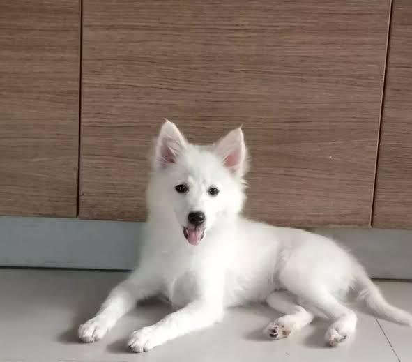 Indian spitz